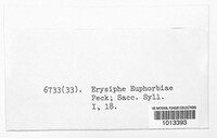Erysiphe euphorbiae image